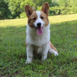 Moe - Pembroke Welsh Corgi