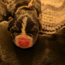 Boy 3 - Black, white and red male Greater Swiss Mountain Dog puppy in Hockessin, Delaware from Simply Swissies