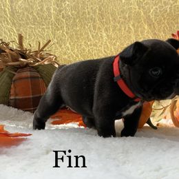 English Bulldog and French Bulldog Puppies from Jones Bulldogs