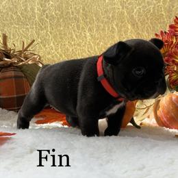 English Bulldog and French Bulldog Puppies from Jones Bulldogs