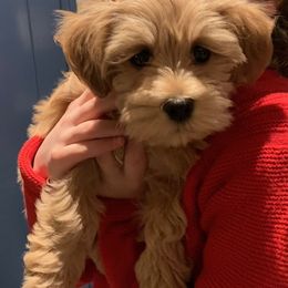 Havanese, Havapoo, and Labrador Retriever Puppies from Joyful Havanese, Havapoo, and Labs