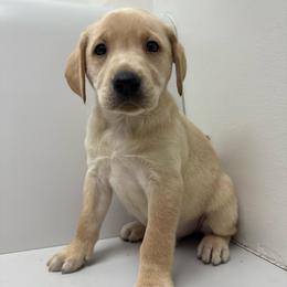 YELLOW MALE (orange) - Yellow male Labrador Retriever puppy in Summit, South Carolina from Southern Pine Labradors
