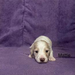 Mattie - Cream female Dachshund puppy in Poteau, Oklahoma from Lady Maye Dachshund's