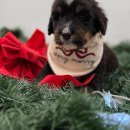 Rocky - Tri-color male Bernedoodle puppy in Ocala, Florida from Bernedoodles of Florida