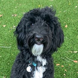 Aspen - Labradoodle