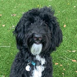 Aspen - Labradoodle