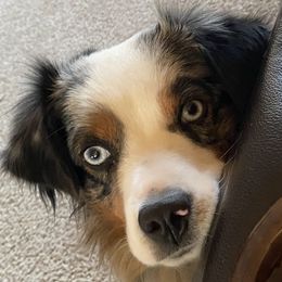 Miniature Australian Shepherd All Grown Up from ME Kennels