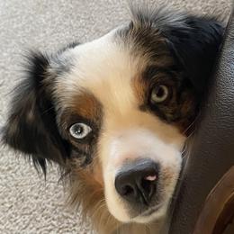 Miniature Australian Shepherd All Grown Up from ME Kennels