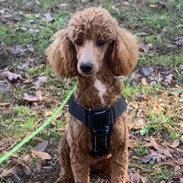 Girl 2 - Red  Poodle puppy in Townville, South Carolina from GingerLane Poodles
