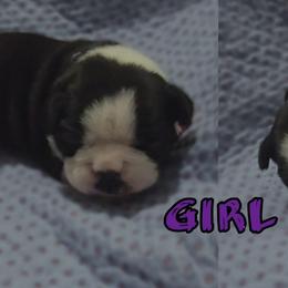 Purple - Black and white female Boston Terrier puppy in Clinton Township, Michigan from Greenberg's Boston Terriers & Bullies of Metro Detroit