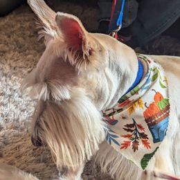 Ginger - Scottish Terrier