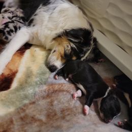 Australian Shepherd Puppies from Summit Australian Shepherds