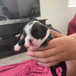 Boston Terrier Puppies from Bozman Boston’s