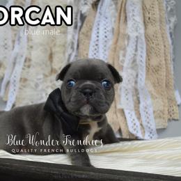 Lorcan Salvaterre - Blue male French Bulldog puppy in Loxahatchee, Florida from Blue Wonder Frenchies