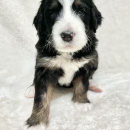 Rosemary - F1 Small Standard - Tri-color Bernedoodle puppy in Waco, Texas from Hope Valley Doodles