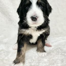 Rosemary - F1 Small Standard - Tri-color Bernedoodle puppy in Waco, Texas from Hope Valley Doodles