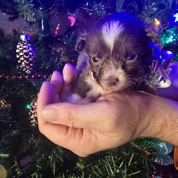 Max - Red & white male Miniature Australian Shepherd puppy in Arlington, Texas from CopperHead Aussies