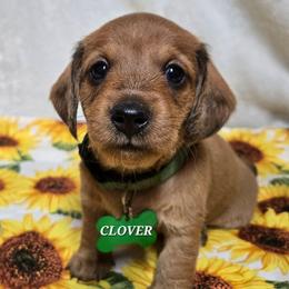 Clover-wirehair - Red female Dachshund puppy in Blair, Oklahoma from North Fork Doxies-Okla