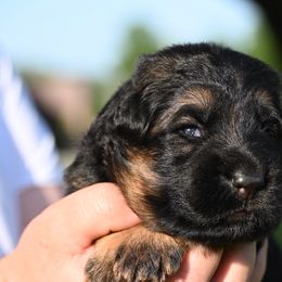 Minx - German Shepherd puppy from Nuckol's Canines German Shepherds