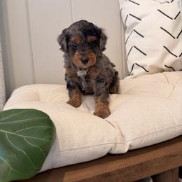 Pluto - Blue merle male Aussiedoodle puppy in Tryon, North Carolina from Melrose Mountain Farm
