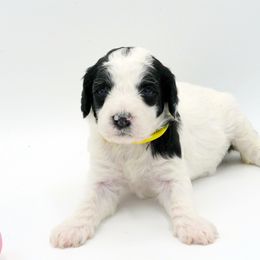 Poodle Puppies from Furball Forest Poodles