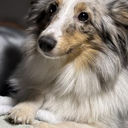 Jynx - Shetland Sheepdog