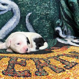 Puppy 3 - White and black male Chinese Crested puppy in Auburn, Kansas from TopBrass Kennels