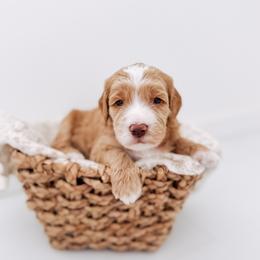 Thriller - Red  male Goldendoodle puppy in Syracuse, Indiana from The Doodle Cove