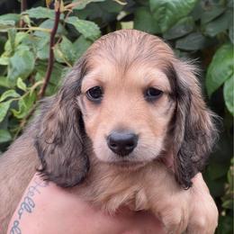 Michael - Cream male Dachshund puppy in Oregon from SoCo Dachshunds