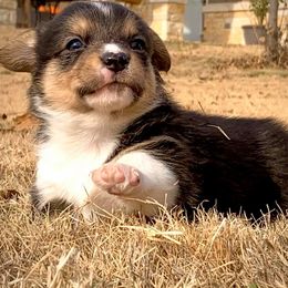 Pembroke Welsh Corgi Puppies from Diamond G Corgis