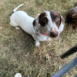 Maggie - Dachshund
