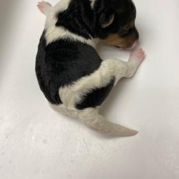 Alfie - White black and tan male Wire Fox Terrier puppy in Antioch, Illinois from Cavcor Foxies