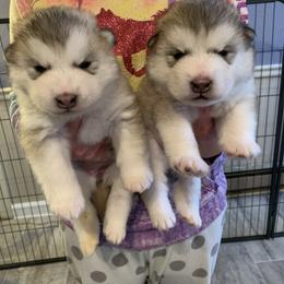 Alaskan Malamute Puppies from Kasaan Alaskan Malamutes