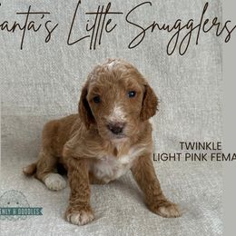 Twinkle - Apricot female Goldendoodle puppy in Inez, Texas from Heavenly H Doodles