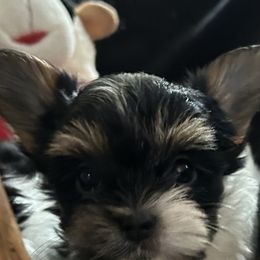 Cee Cee - Black tan and white female Biewer Terrier puppy in Michigan from Blue Water Biewers LLC