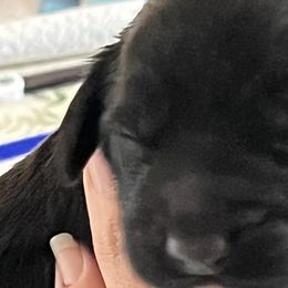 Girl 1 - Black Australian Labradoodle puppy in Menifee, California from Angel Coast Australian Labradoodles