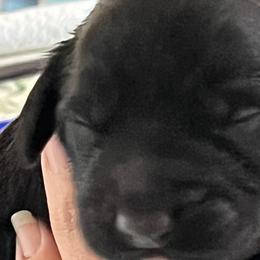 Girl 1 - Black Australian Labradoodle puppy in Menifee, California from Angel Coast Australian Labradoodles