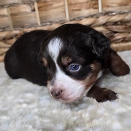 Chic - Red tri female Miniature Australian Shepherd puppy in Paris, Texas from Blue Envy Mini Aussies