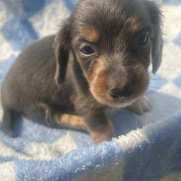 Bluey - Gray (blue) and tan male Dachshund puppy in Harrison, Arkansas from Dachshunds on the Hill