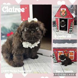 Clairee - Liver female Shih Tzu puppy in Beatrice, Nebraska from I Shih Tzu Not Puppies