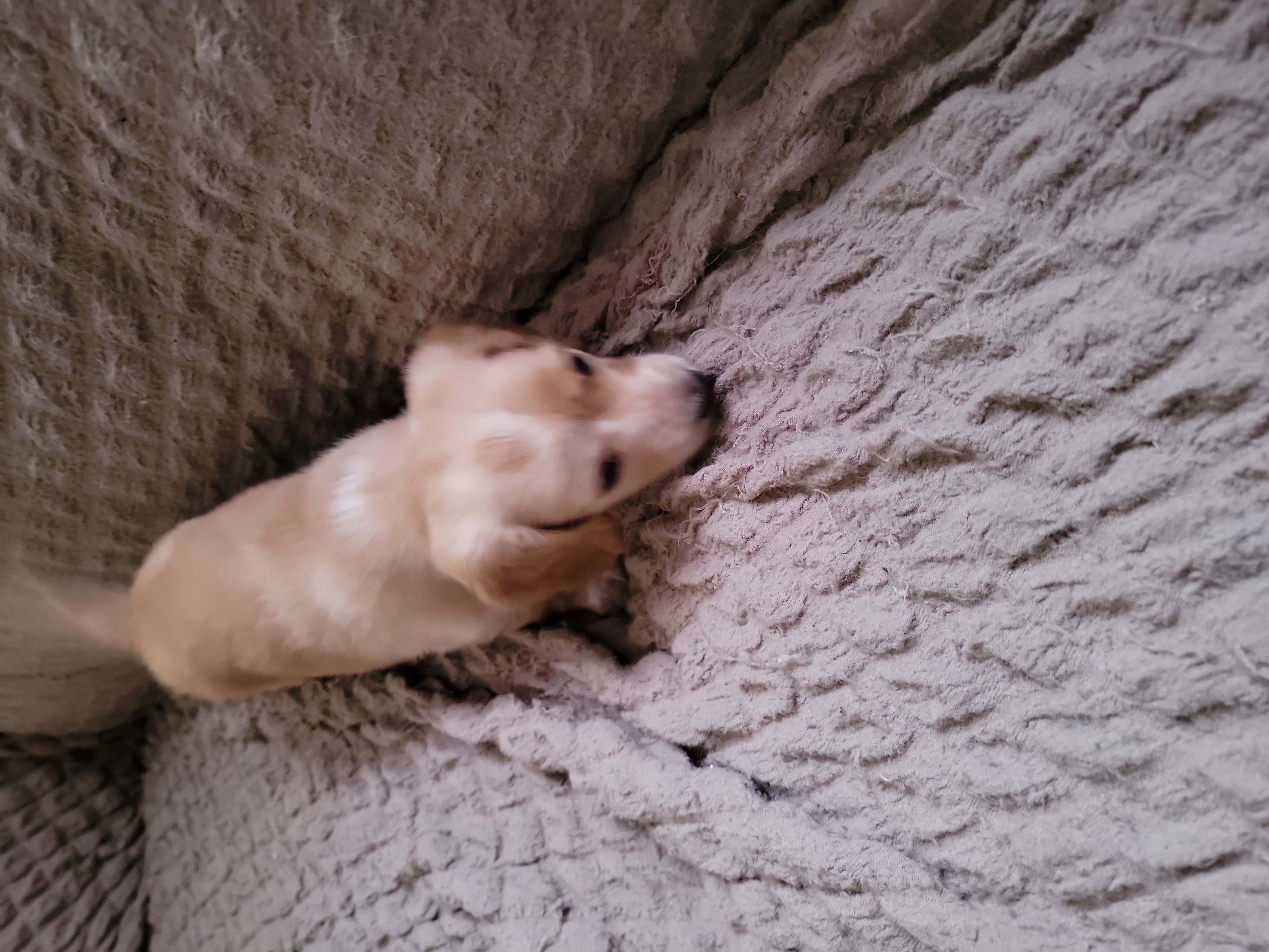 Dachshund Puppies from CLARK'S BREEDING PROGRAM