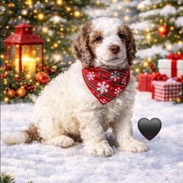 Dozer - Parti male Poodle puppy in Casa Grande, Arizona from Arizona's Once Upon A Boston and Poodle ❤️