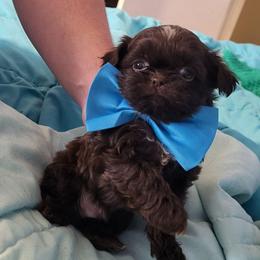 BaBoo - Sable male Shih Tzu puppy in Newport, Arkansas from Gina's Lil Zues and Yorkies Kennel