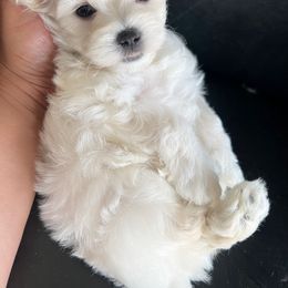 Maltese, Maltipoo, and Poodle Puppies from Healing Pawz LLC
