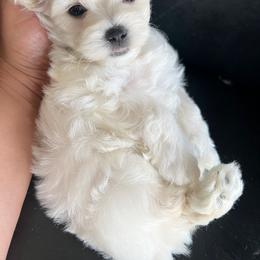 Maltese, Maltipoo, and Poodle Puppies from Healing Pawz LLC