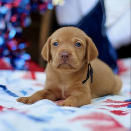 Yankee - Golden rust male Vizsla puppy in Bloomington, Indiana from Envizion