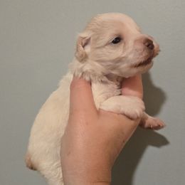 Libby - Wheaten female Miniature Schnauzer puppy in Hickory, North Carolina from Selene's Schnauzers