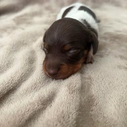 Liberty - Piebald female Dachshund puppy in Mesquite, Texas from 208 Dox Dynasty