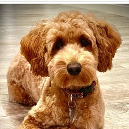 Bernedoodles and Goldendoodles from Point Breeze Doodles, LLC