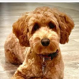Bernedoodles and Goldendoodles from Point Breeze Doodles, LLC